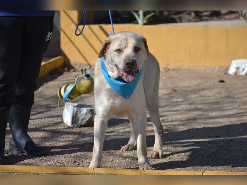 Till - sanft und sehr menschenbezogen