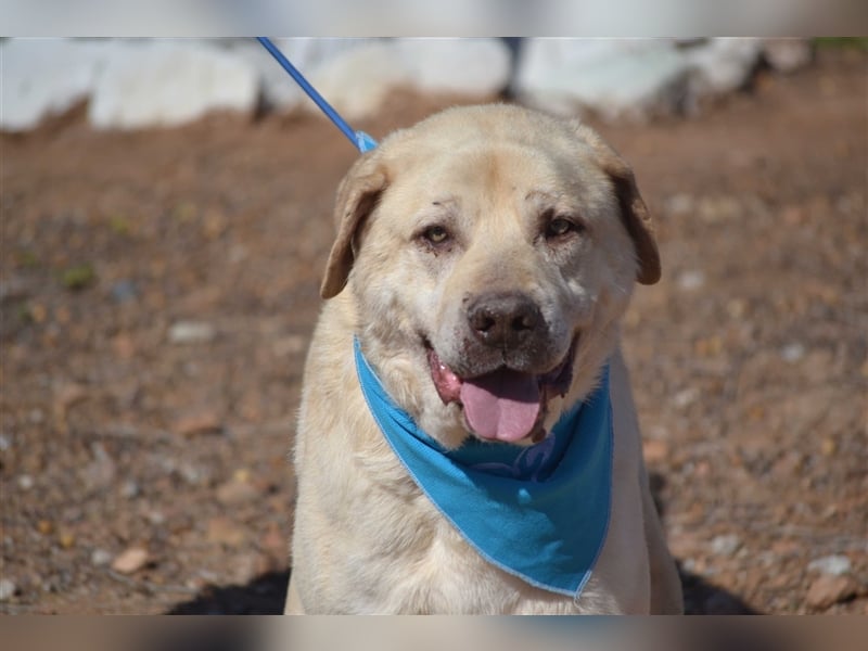 Till - sanft und sehr menschenbezogen