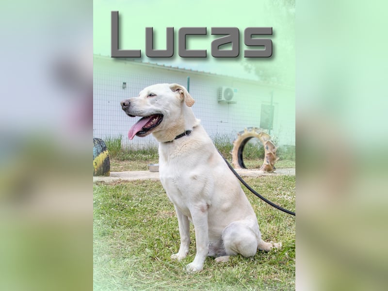 Lucas - ein aktiver Begleiter