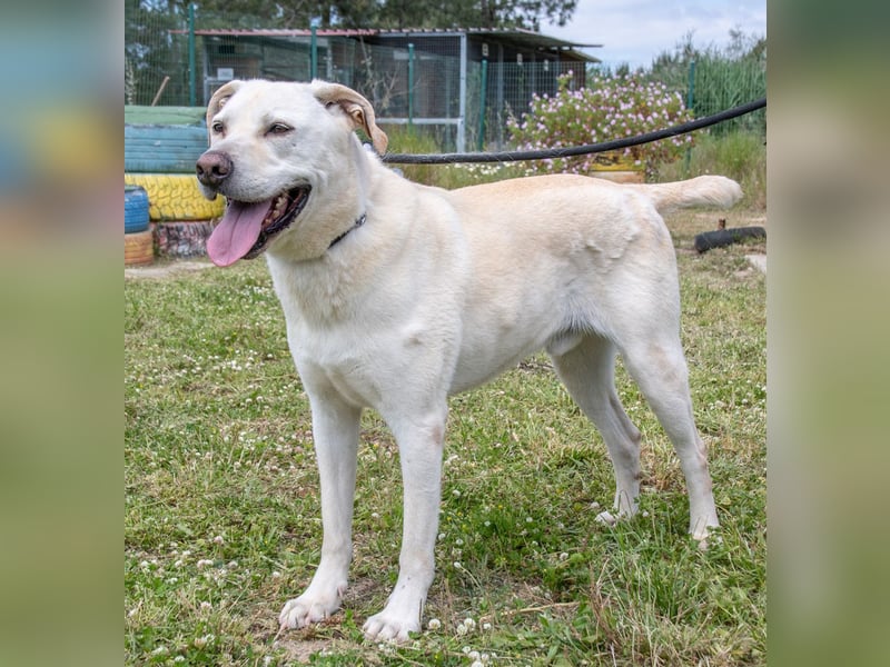 Lucas - ein aktiver Begleiter