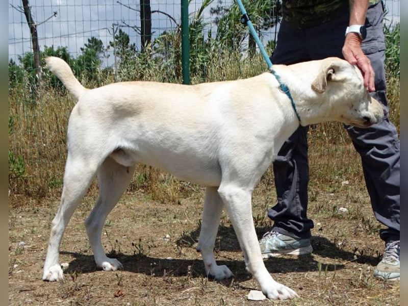 Lucas - ein aktiver Begleiter