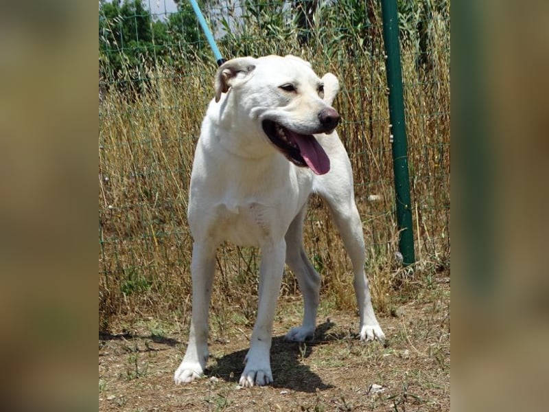 Lucas - ein aktiver Begleiter