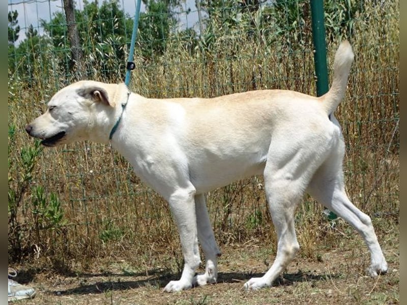 Lucas - ein aktiver Begleiter