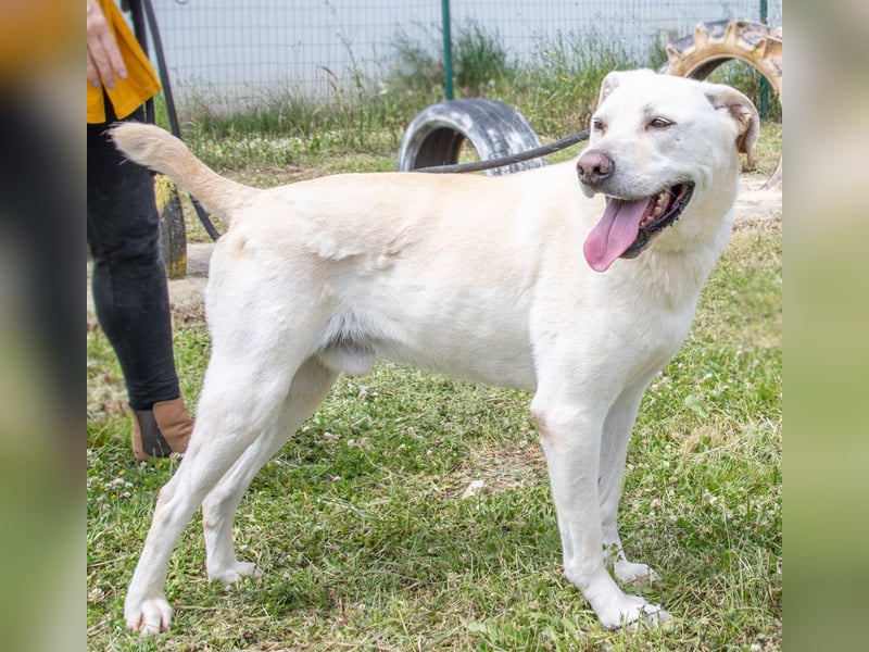 Lucas - ein aktiver Begleiter