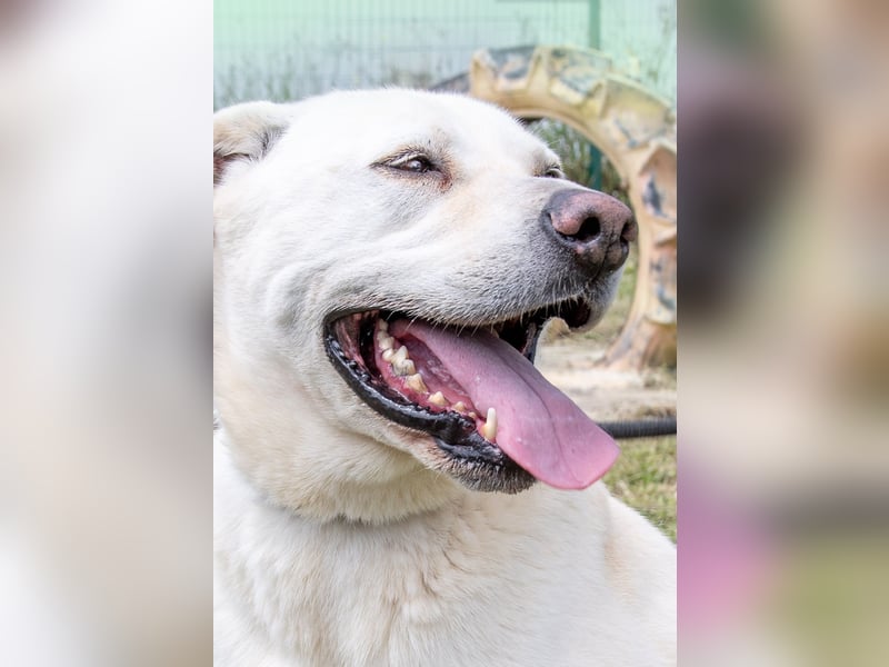 Lucas - ein aktiver Begleiter