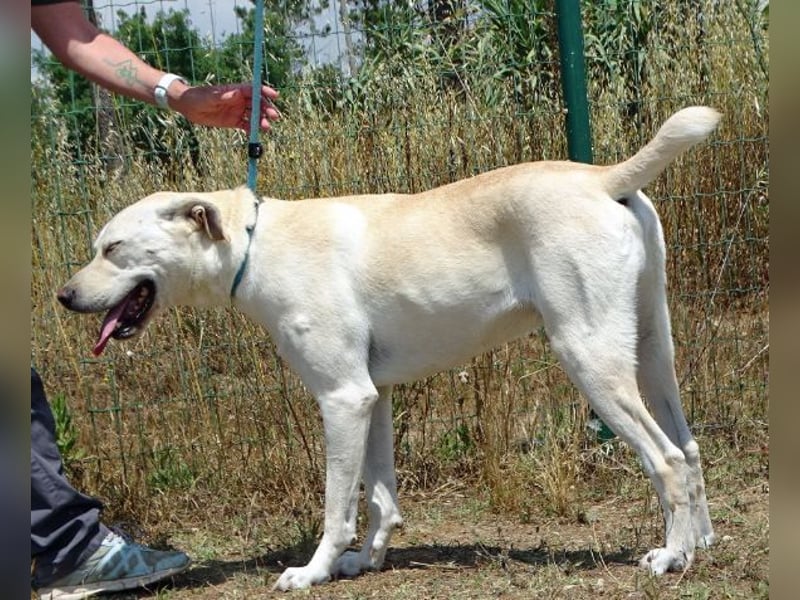 Lucas - ein aktiver Begleiter