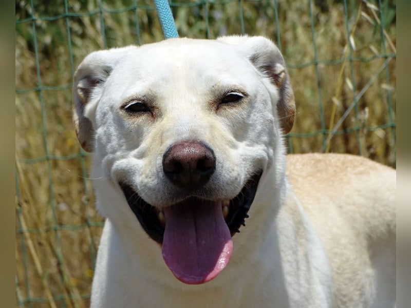 Lucas - ein aktiver Begleiter