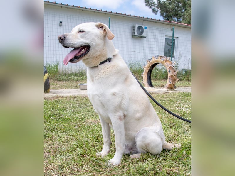 Lucas - ein aktiver Begleiter