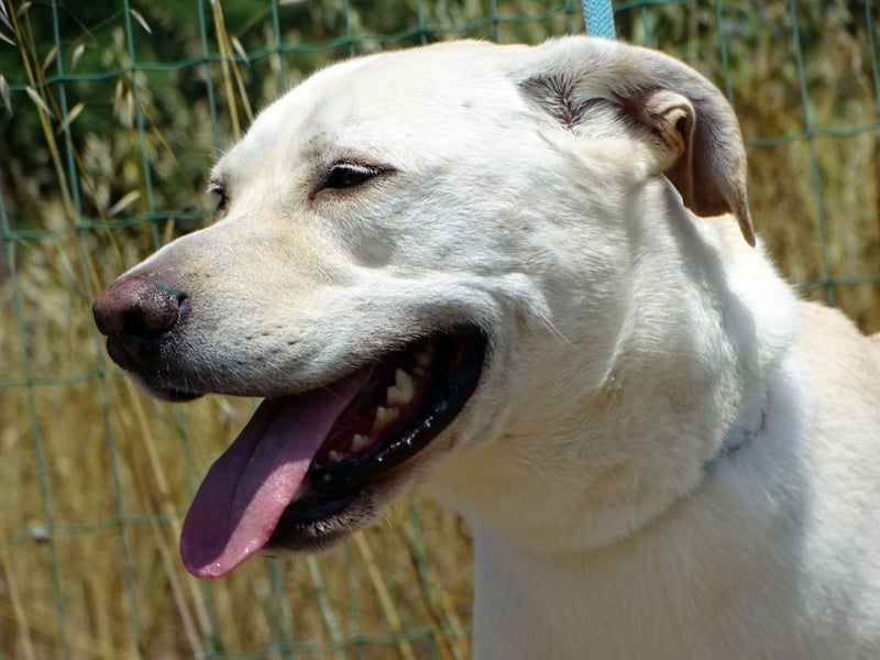 Lucas - ein aktiver Begleiter