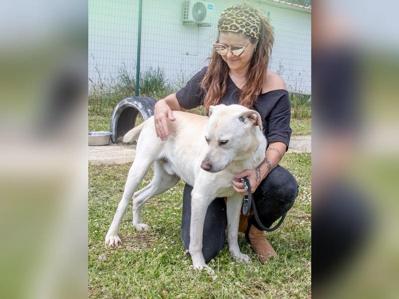 Lucas - ein aktiver Begleiter