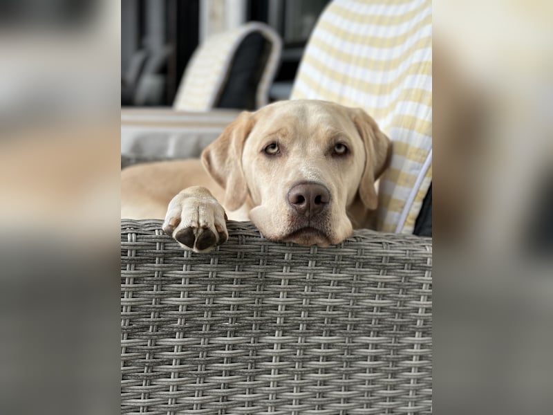 Labrador  (Deckrüde)MAKI