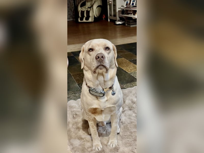 Labrador  (Deckrüde)MAKI