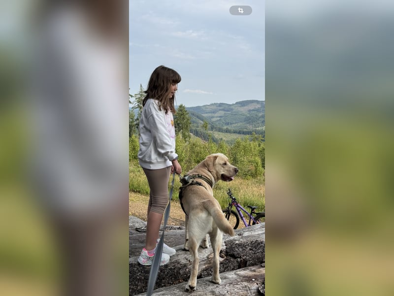 Labrador  (Deckrüde)MAKI