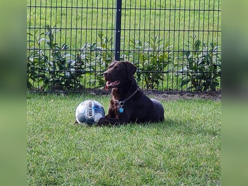 Deckrüde-Labrador-dunkelbraun