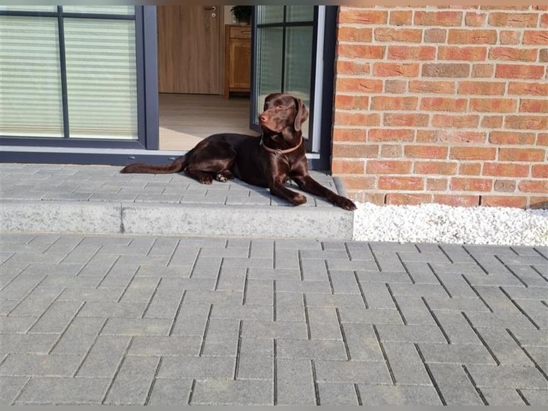 Deckrüde-Labrador-dunkelbraun