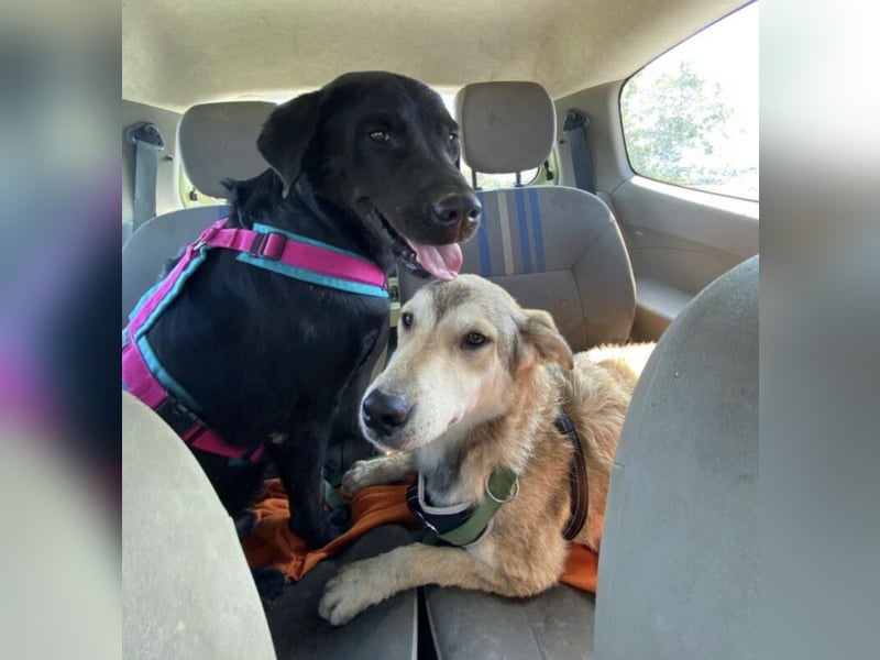 Mate ein absoluter Familienhund