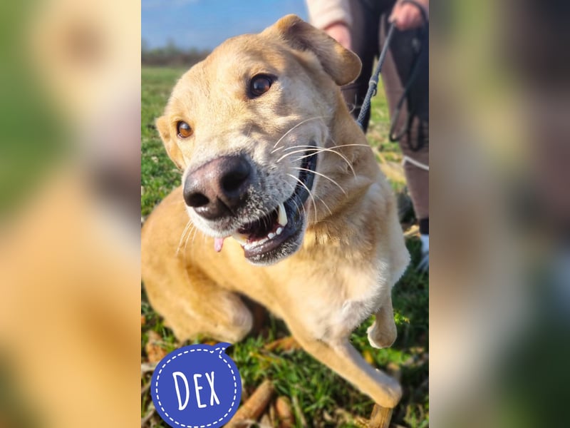 Dex ein absoluter Schatz