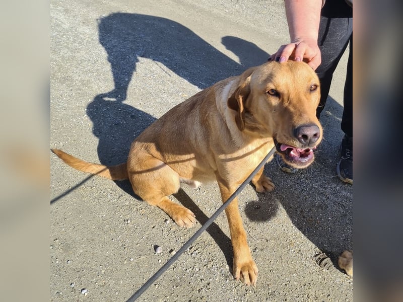 Colt ein Traumhund wartet in Tierheim