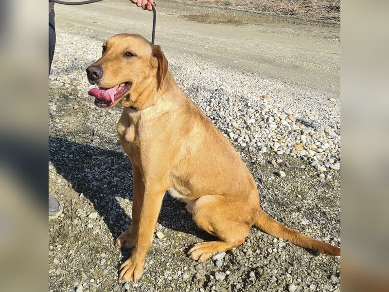 Colt ein Traumhund wartet in Tierheim