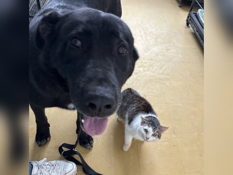 Sjena ein kräftiges Mädchen