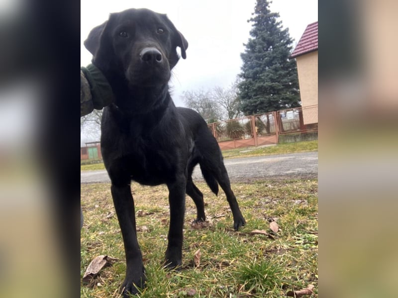 Mate ein absoluter Familienhund