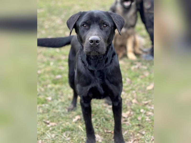 Mate ein absoluter Familienhund