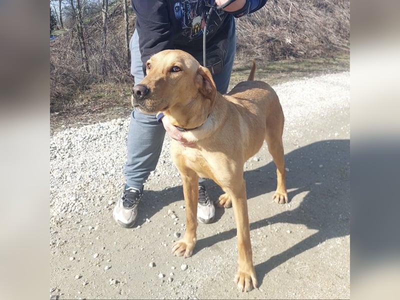 Colt ein Traumhund wartet in Tierheim