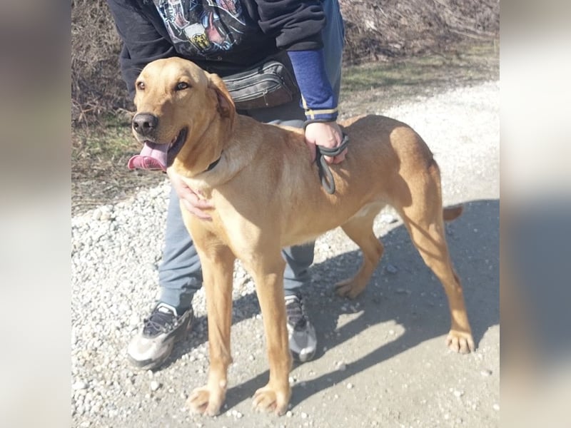 Colt ein Traumhund wartet in Tierheim