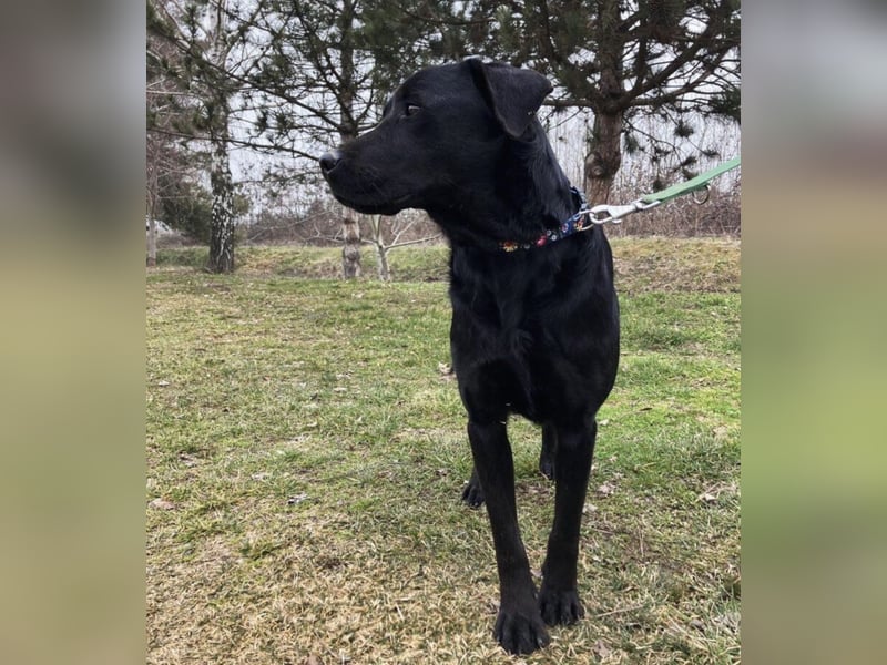 Mate ein absoluter Familienhund