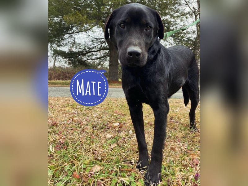 Mate ein absoluter Familienhund