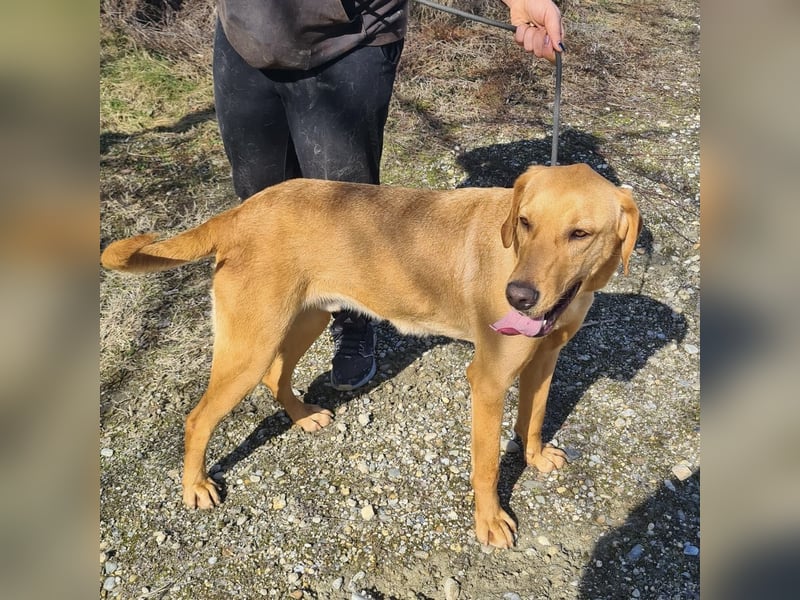 Colt ein Traumhund wartet in Tierheim