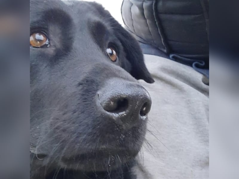 Neron eine Knutschkugel