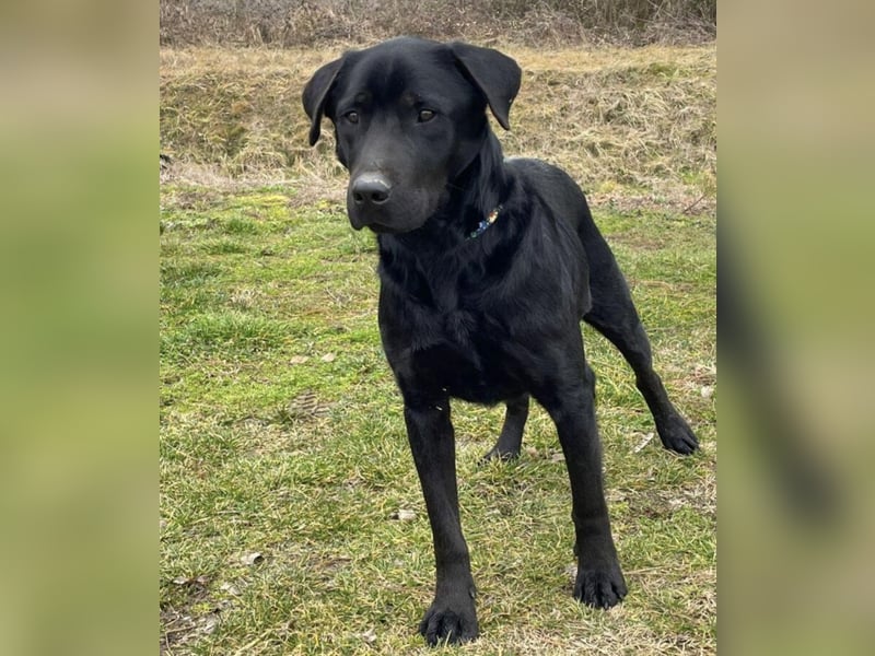 Mate ein absoluter Familienhund