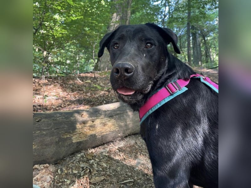 Mate ein absoluter Familienhund