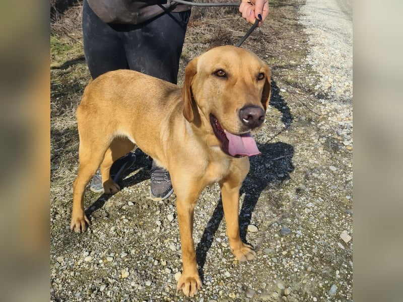 Colt ein Traumhund wartet in Tierheim