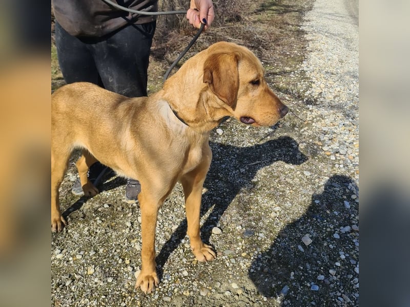 Colt ein Traumhund wartet in Tierheim