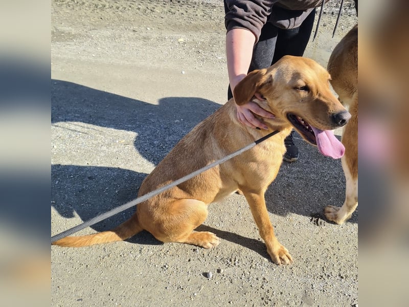 Colt ein Traumhund wartet in Tierheim