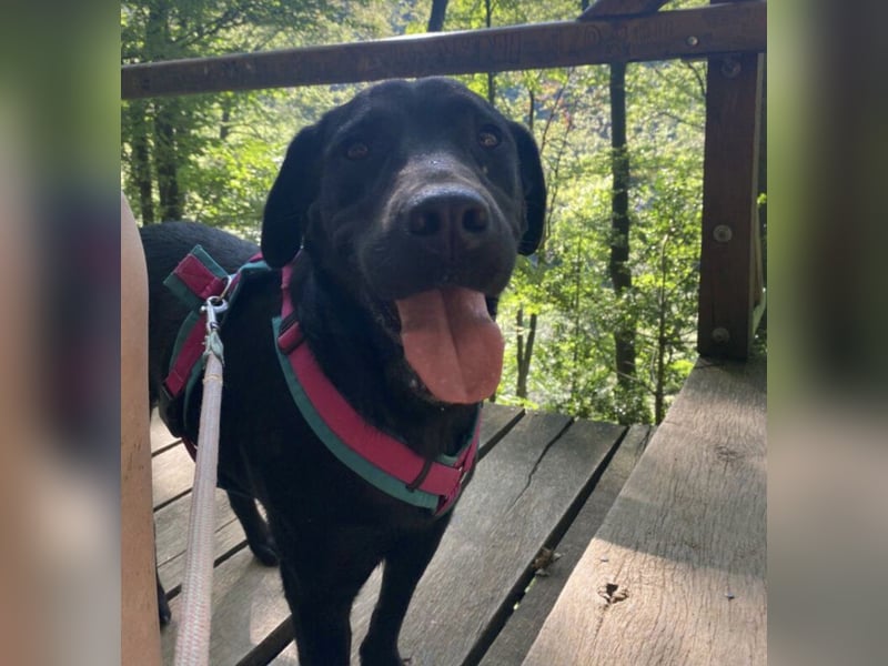 Mate ein absoluter Familienhund