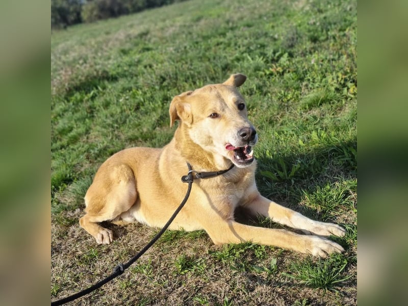 Dex ein absoluter Schatz