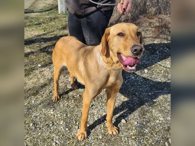 Colt ein Traumhund wartet in Tierheim