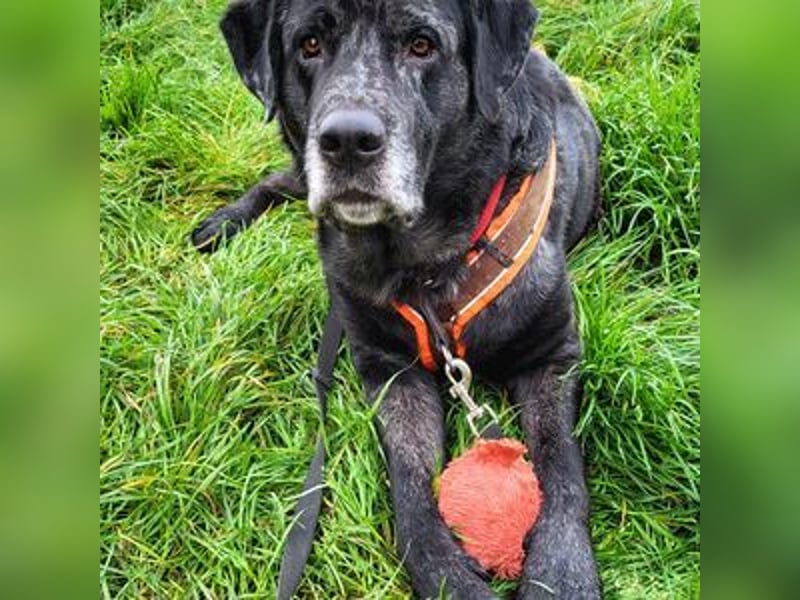 Labrador-Mix Herr Schulz