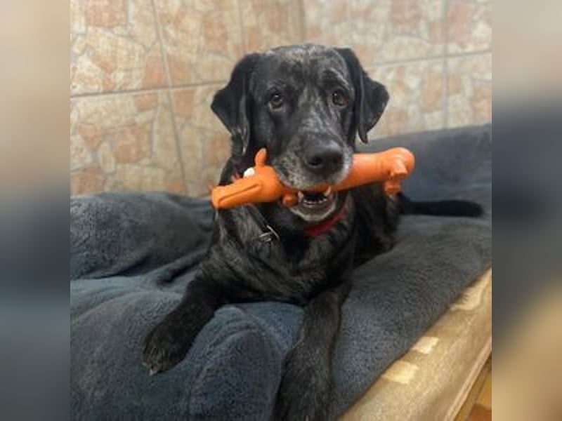 Labrador-Mix Herr Schulz