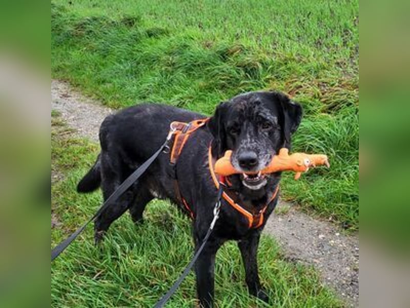 Labrador-Mix Herr Schulz