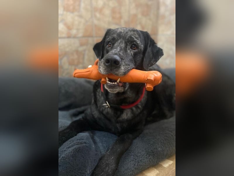 Labrador-Mix Herr Schulz