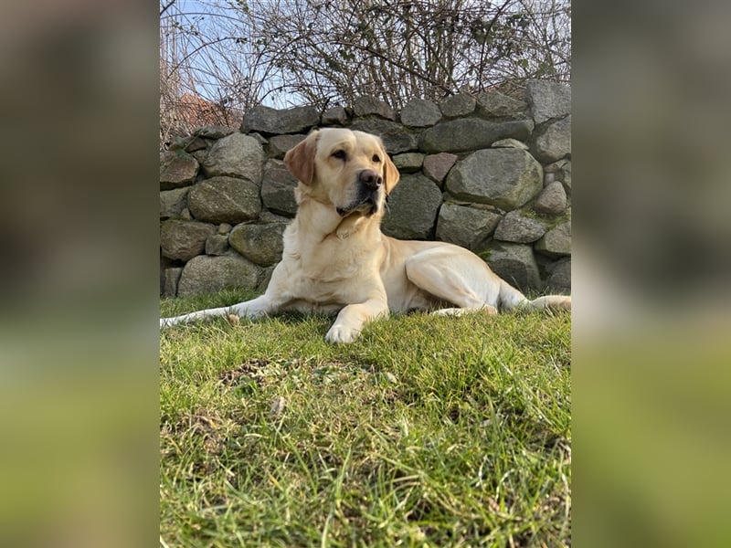Labrador Retriever Deckrüde