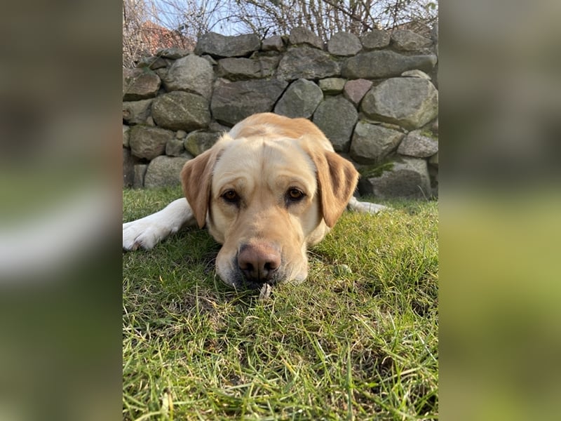 Labrador Retriever Deckrüde