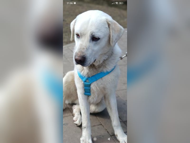 Bob - Labrador Mischling sucht sein Für -immer -Zuhause.