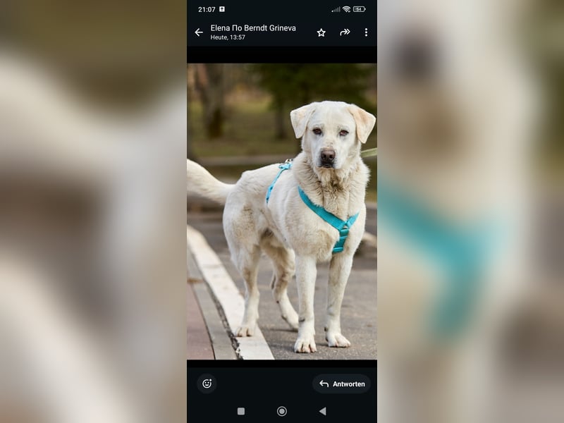 Bob - Labrador Mischling sucht sein Für -immer -Zuhause.