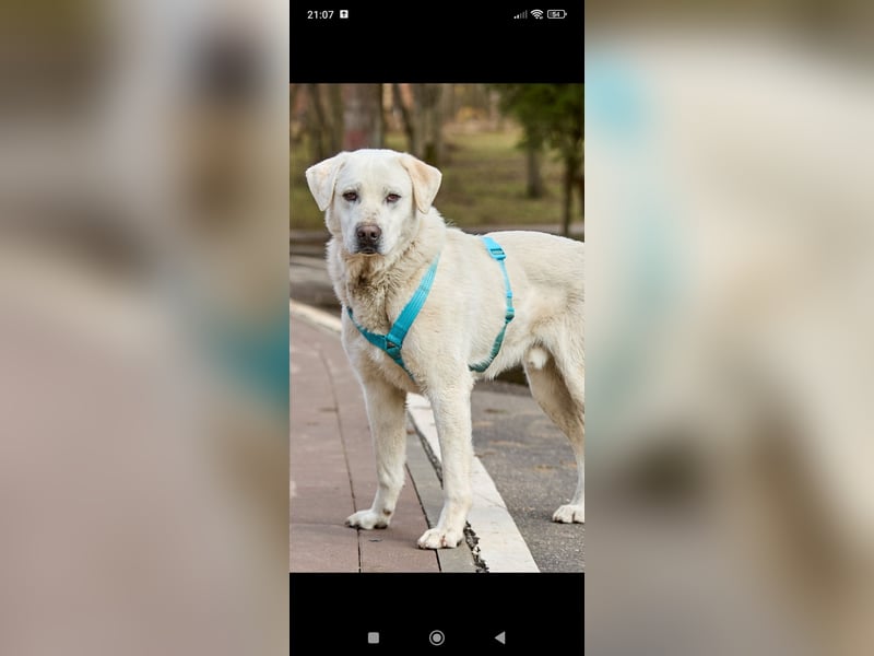 Bob - Labrador Mischling sucht sein Für -immer -Zuhause.