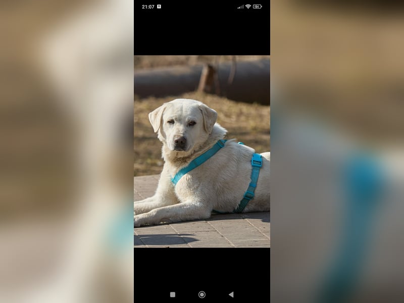 Bob - Labrador Mischling sucht sein Für -immer -Zuhause.